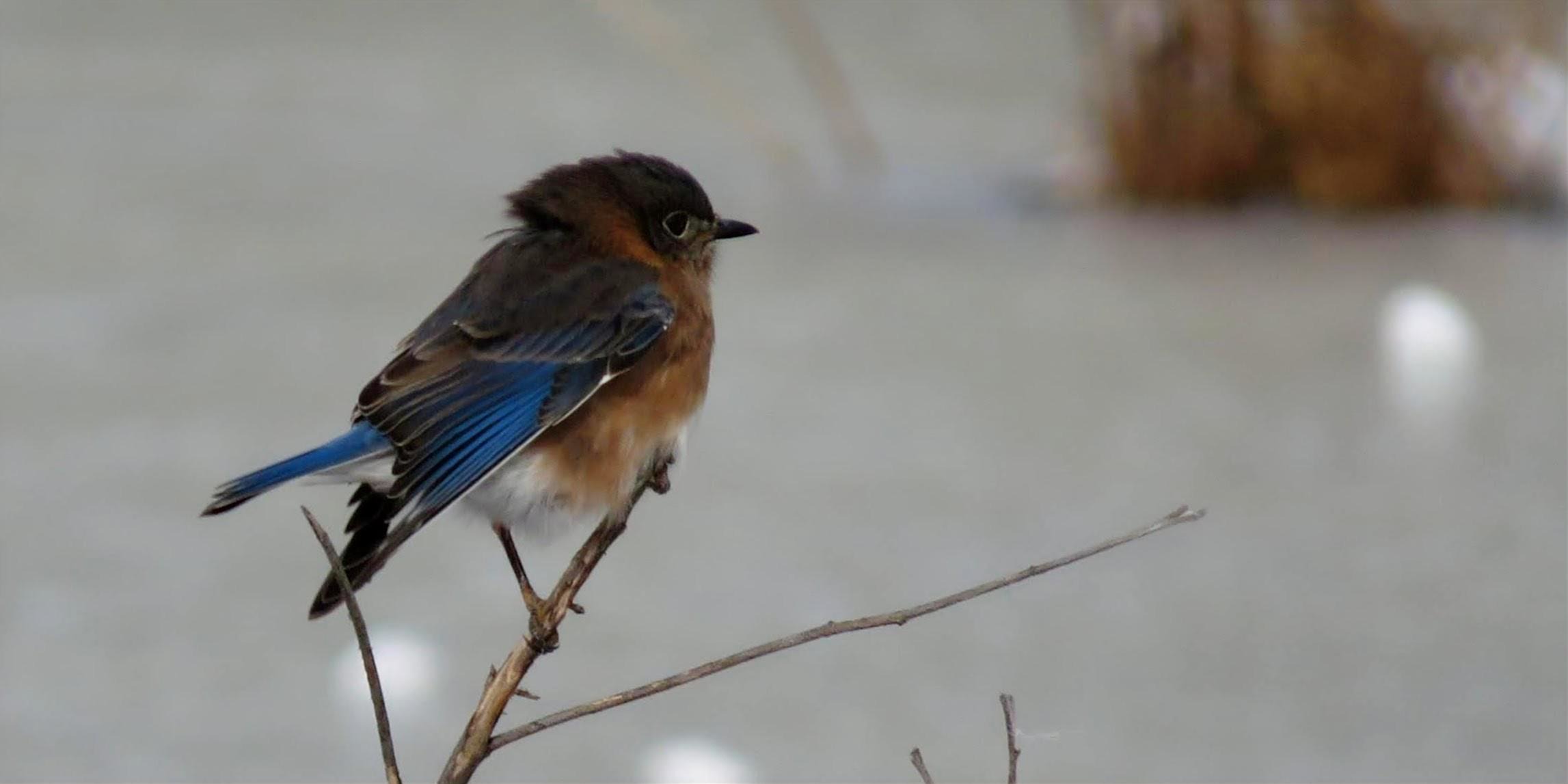 Bluebird in snow